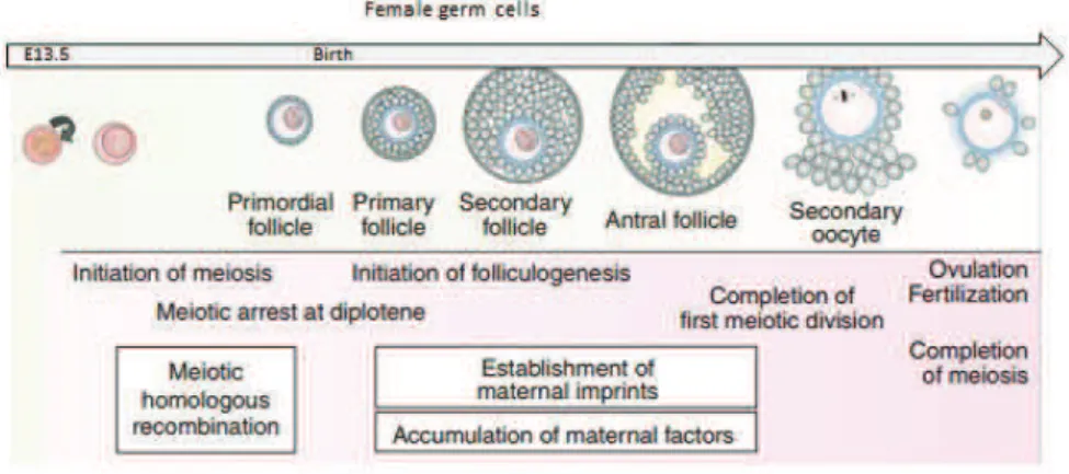 Figure 8. A schematic representation of female germ cell formation in mice  