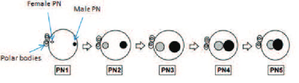 Figure 9. Schematic representation of pronuclear stages in the mouse embryo  