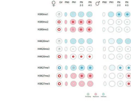 Figure 11. Summary of the histone modifications occurring in germinal vesicle oocyte (GV) and on maternal and  paternal chromatin in the zygote 