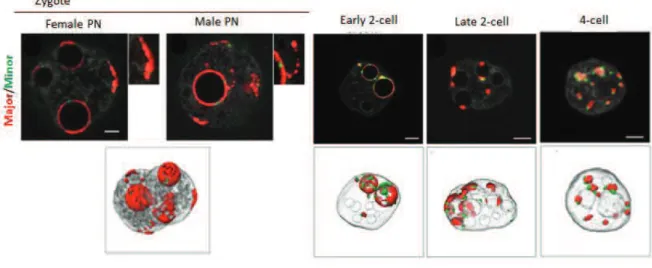 Figure 12. 3D  reconstruction  of  the  distribution  of  the  pericentromeres  and  centromeres  signals  during  early  stages of mouse development   