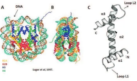 Figure  1.  The  nucleosome  –  basic  unit  of  chromatin.  (A  and  B)  Crystal  structure  (at  2.8  Angstrom  resolution)  of  the  nucleosome core  particle (NCP),  containing  2 copies  of  each  core  histone  H2A,  H2B,  H3 and H4 (color coded) aro