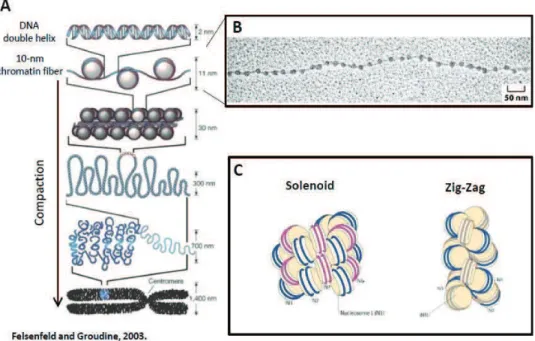 Figure  2.  Levels  of  chromatin  compaction.  (A)  Schematic  representation  of  different  levels  of  chromatin  compaction,  ranging  from  the  extended  10-nm  fiber,  to  the  fully  condensed  mitotic  chromosomes