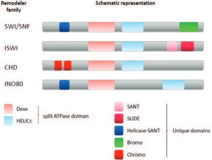 Figure  6.  Schematic  representation  of  4  families  of  chromatin  remodelers.  Chromatin  remodelers  contain the conserved split ATPase domain and various specific domains