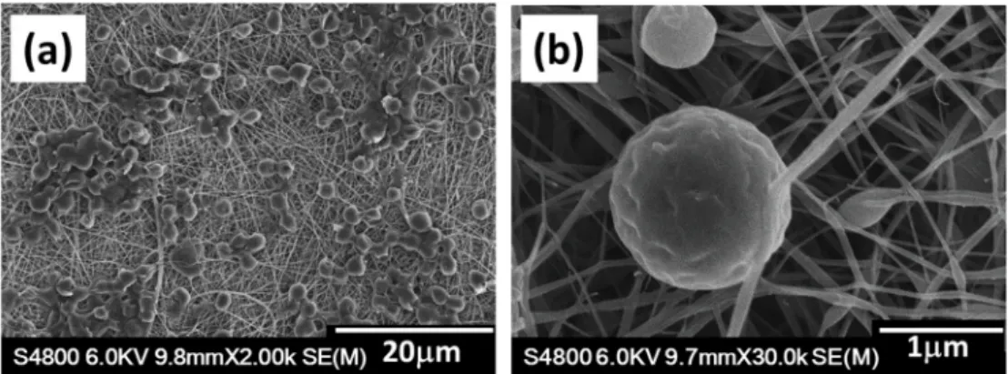 Figure 3. SEM images of M. aeruginosa on the surface of PAN/TiO 2 /Ag hybrid nanofiber mats at (a)  low and (b) high magnification