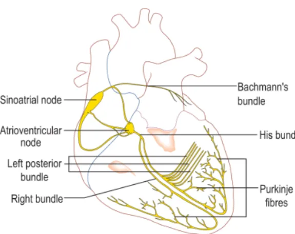 Figure 1.1: The conduction system of the human heart. The sinoatrial (or sinus) node, natural pacemaker of the heart, initiates a wave of action potentials that propagate sequentially and preferentially through specialised conductive structures (yellow) to