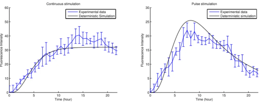 Fig. 1. Continuous (left) and pulse (right) stimulation with doxycycline.