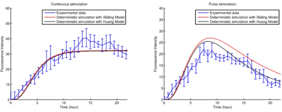 Fig. 3. Comparison between Huang model and Sliding model, with a continuous (left) or pulse (right) stimulation of doxycycline.