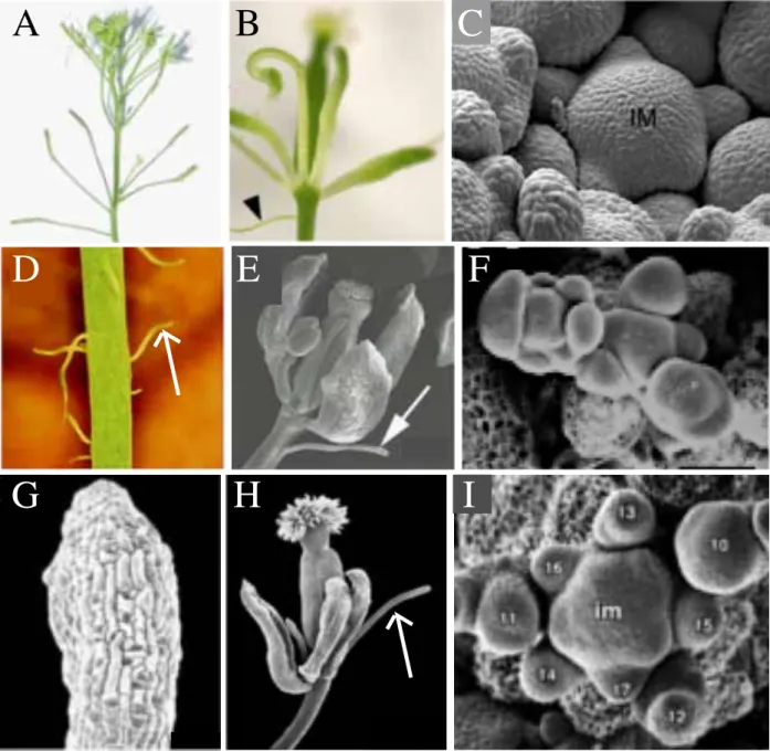 Figure  I.12:  fil  strong  alleles  show  filamentous  structures  and  abnormal  flowers  but  not  necessary  disturbed  phyllotaxis