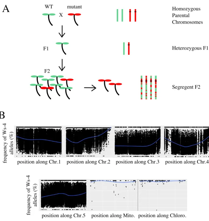 Figure II.2: Bulk segregent analysis of DRB27. A) Principle of the method: an homozygous  polymorphic wild type mapping strain and the recessive mutant are crossed, and mutants from  segregating F2 population are sequenced in bulk