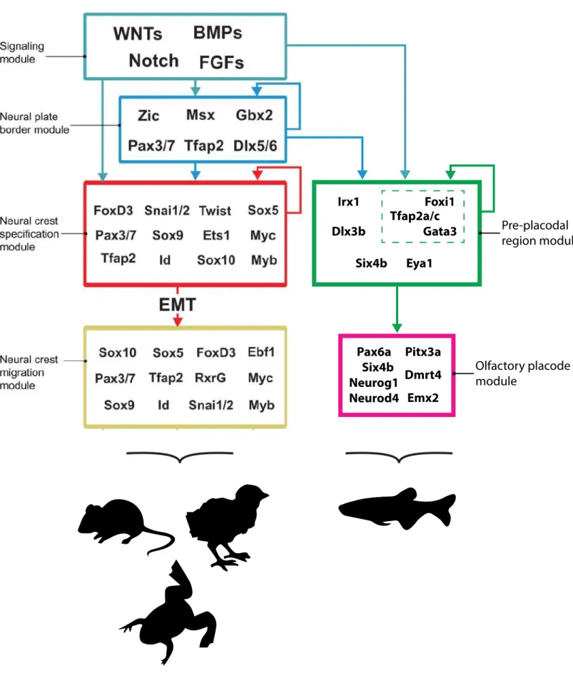 Figure 7:   De la bordure neurale au territoire olfactif :  modules génétiques chez les vertébrés.