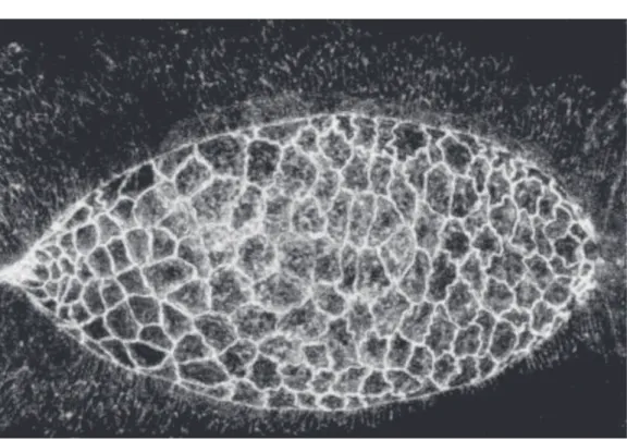 Figure 1.6: Still confocal image of an embryo expressing DE- DE-Cadherin::GFP, showing the Amnioserosa at the beggining of Dorsal Closure, surrounded by the epidermis.
