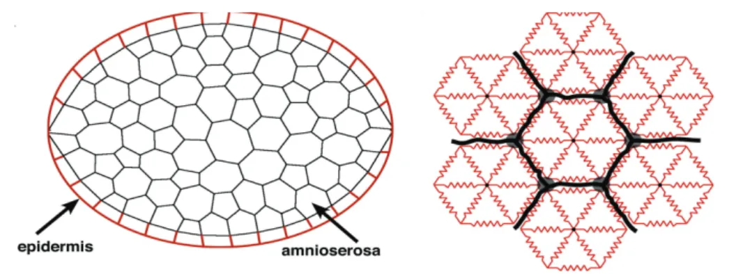 Figure 1.11: Set up of the model developed in Solon et al., Cell, 2009. In the left panel, the network of hexagonal cells