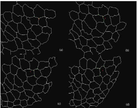 Figure 4.4: Elastic Model results. In green, the neighbor vertices, extracted from segmentation and provided to the model