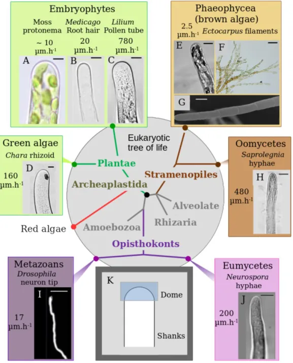 Figure 2.1 - Diversity of tip-growth in the Eukaryotic tree 
