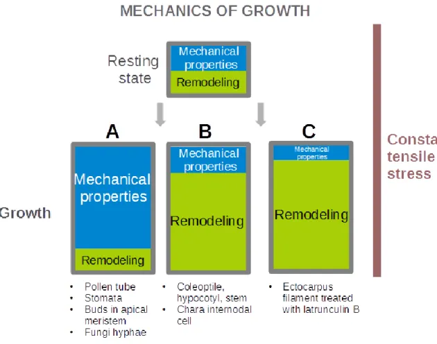 Figure 1.6 - Cell wall mechanical properties involved in cell wall expansion 