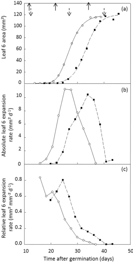 Figure I-1. Dynamics of leaf 6 area (a) and corresponding changes in absolute (b) and relative (c)  leaf expansion rate for two A