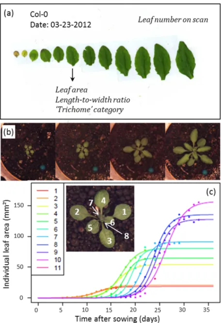 Figure II-1. Different types of images taken during the experiments are shown with associated leaf  growth  traits