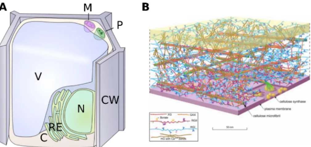 Figure 1.1: The cell is surrounded by the cell wall, which is an intricate structure. (A) Major compartments of a plant cell.