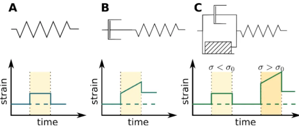Figure 1.8: Schematics and behaviors of simple rheologies. (A) A pure elastic material behaves like a spring: it returns to its original state when the stress is released