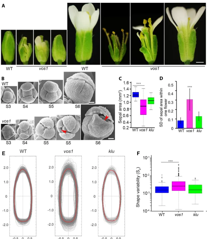 Figure 2.1: vos1 Mutants Have Increased Variability in Sepal Size and Shape