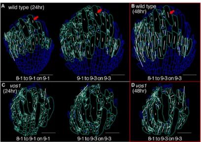 Figure 2.5: High Local Spatial Variability of Cellular Growth Promotes Organ Regularity