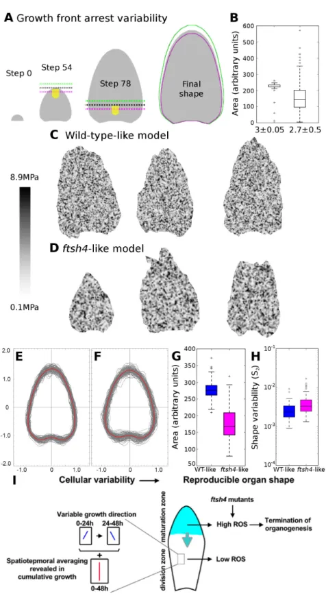 Figure 2.7: Reproducible Organs Arise from Variable Cells