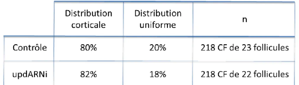 Tableau 2. La distribution subapicale de Sqh/Sqh1P n’est pas altérée lorsqu’upd est diminué dans  l’épithélium folliculaire