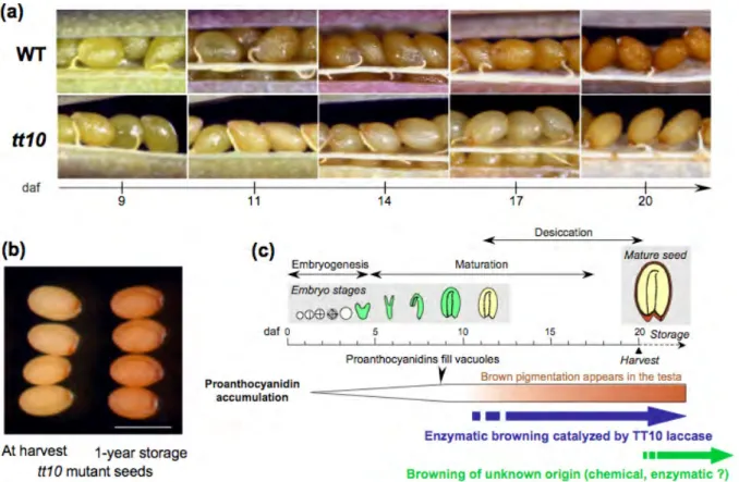 Figure 1.5: Seed coat pigmentation in Arabidopsis : illustration of a browning process.