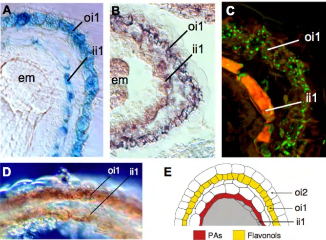 Figure 1.6: Seed coat sections showing the co-localization of TT10 promoter activity, mRNA expression and protein activity with flavonoid substrates (5-daf seeds).