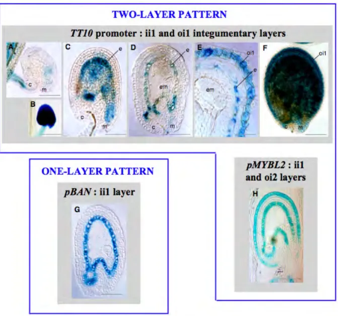 Figure 1.7: Spatial pattern of TT10 promoter activity in WT seeds. Comparison with BAN and MYBL2 promoter activities.