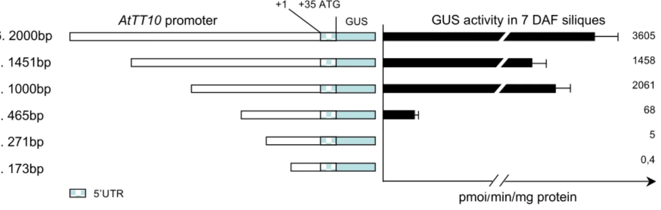 Figure 2.8: Comparison of GUS activity of 5’-dissected TT10 promoter in planta.