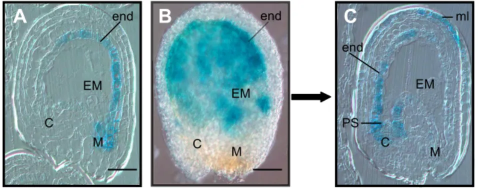 Figure 2.11: Pattern of TTG2 promoter activity in wild-type seeds.
