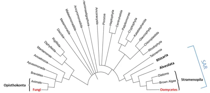 Figure 1: Simplified tree of eukaryotes showing the distant relationship between oomycetes  and fungi