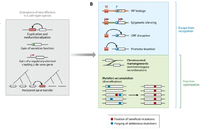 Figure 4:   The evolutionary birth and death of effectors.  