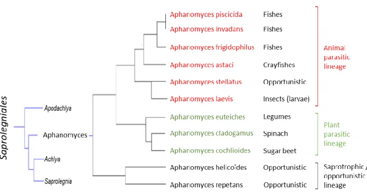 Figure 6: Phylogeny of Aphanomyces genus, lifestyle and principal hosts. 