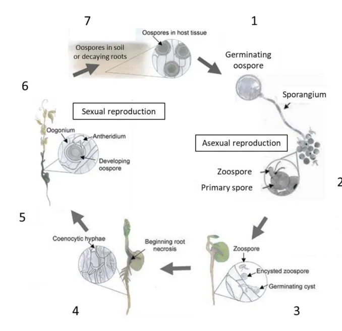 Figure 7: Life cycle of Aphanomyces euteiches. 