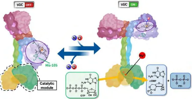 Figure 11.  Activation mechanism of soluble guanylate cyclase by NO • , reference [170]
