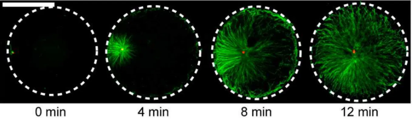 Figure I.3. : Immunostaining images showing sperm aster growth and migration in the sea  urchin embryo after fertilization