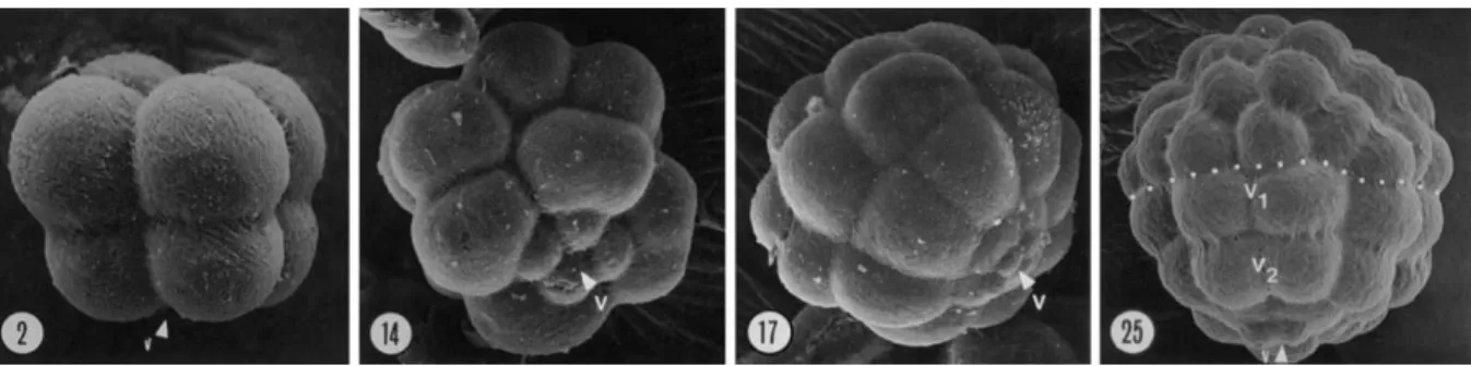 Figure I.10. : Scanning electron microscopy images of sea urchin embryos at the 8-cell stage  (2), late 16-cell stage (14), 32-cell stage (17) and 56-cell stage (25)