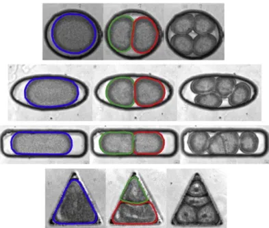 Figure I.17.  : Alteration of the  cleavage pattern by shape  manipulation. Sea urchin embryos  are confined into microfabricated  chambers of different shapes, and  exhibit different cleavage patterns