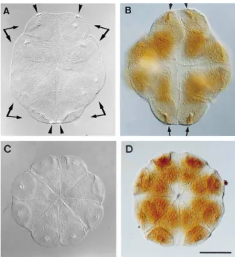 Figure I.18. : Alteration of the cleavage  pattern of the ascidian embryo by  cytoplasm displacement