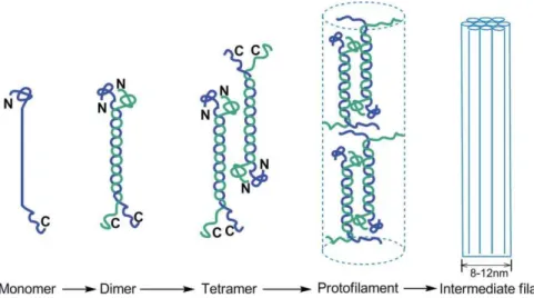 Figure II.4. : Typical assembly of intermediate filaments. The monomers dimerize via their  central rod domain, and assemble to generate fibers of about 8-12 nm in diameter