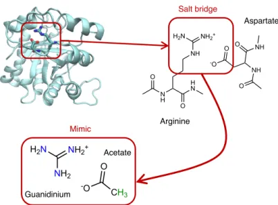 Figure 1: Chemical structure of the arginine–aspartate salt bridge, together with the guanidinium–acetate proxy ion pair