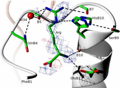 Figure 2. Network of H-bonds (dashed lines) at the arginine binding site. The 2wFo-DFc  electron density map in blue mesh is contoured at 1 level; chains/atoms color coding as in  Figure 1