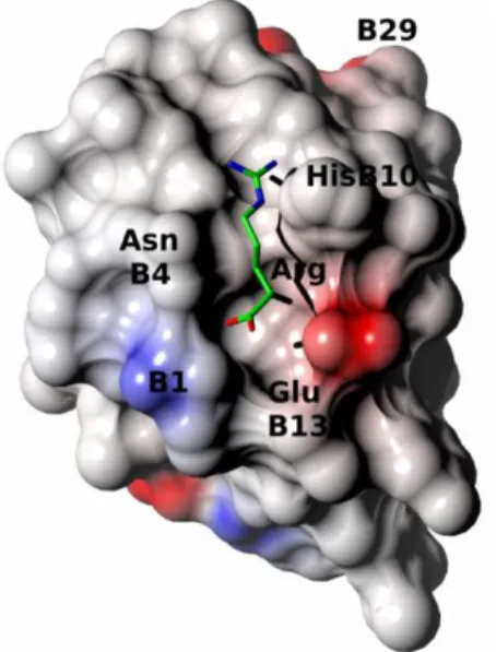 Figure 3. The arginine binding site at the insulin monomer electrostatic surface. Arginine  color coding and depiction as in Figure 1