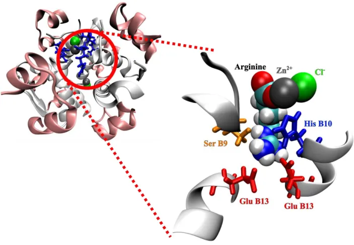 Figure  7.  Snapshot from MD simulations  showing  arginine bound to  the  insulin  hexamer