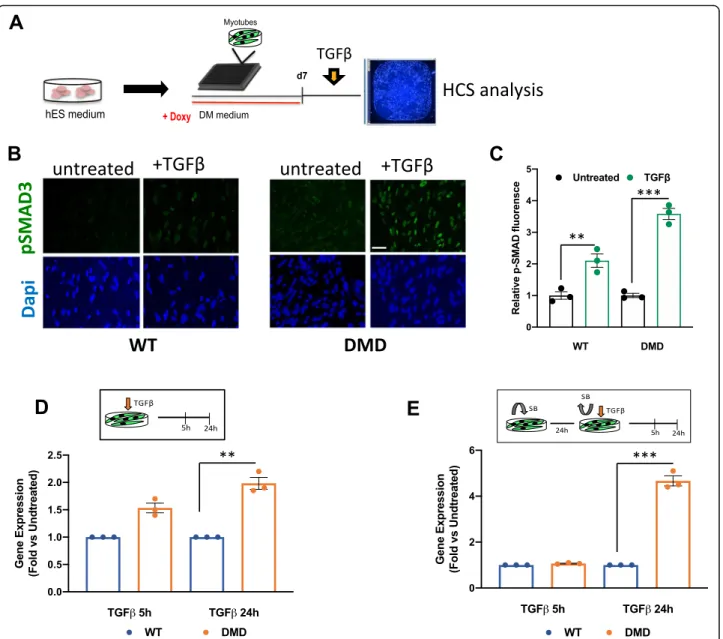 Fig. 3 Employment of control and DMD iPSC in high-content screening setting for the assessment of TGF β response