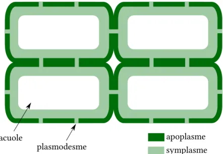 Figure 2.2 – Structure schématisée d’un tissu végétal vivant. Le contenu cellulaire (sym- (sym-plasme) et la paroi (apo(sym-plasme) forment deux continuums entrelacés, séparés l’un de l’autre par les membranes plasmiques.
