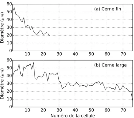 Figure 2.14 – Trachéidogrammes de pin. (a) Trachéidogramme d’un cerne fin (24 cellules)