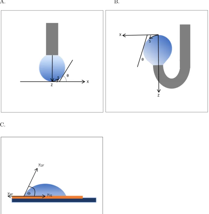 Figure III.1: Shape of droplet, pendant (A), rising (B) and sessile (C) drops, representing the forces at  the apex for rising and pendant drops and at the triple point air-solid-liquid for sessile drop